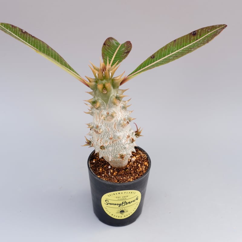 パキポディウム バロニー実生株020 Pachypodium baronii 脇芽