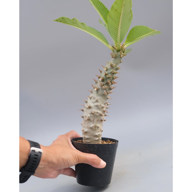 パキポディウム バロニー実生株033 Pachypodium baronii | Sunny