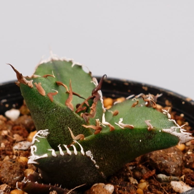 アガベ チタノタ シーザー Agave titanota caesar 095 | Sunny