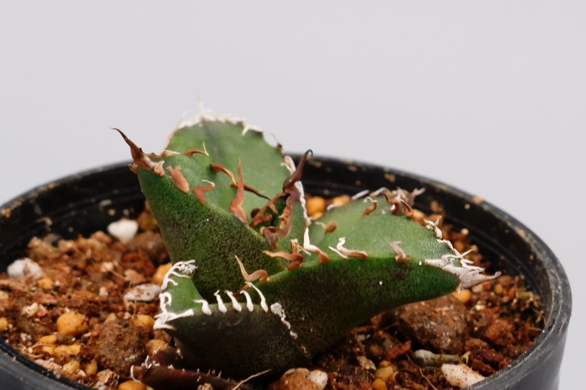 アガベ チタノタ シーザー Agave titanota caesar 095 | Sunny