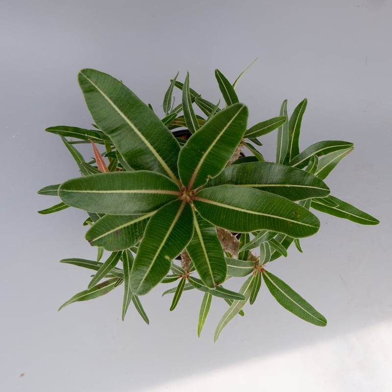 パキポディウム カクチペス 実生株 016 Pachypodium cactipes | Su