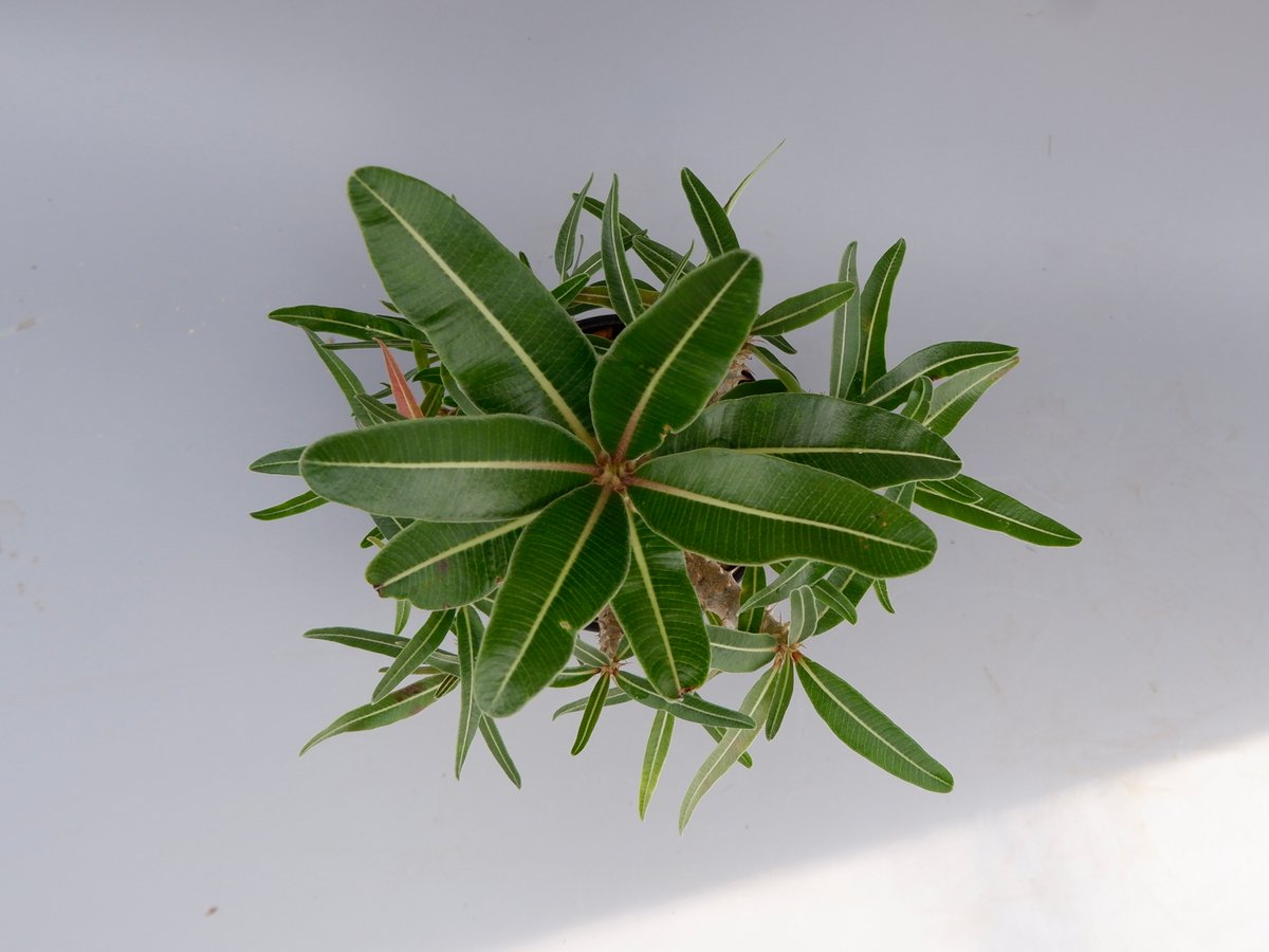 パキポディウム カクチペス 実生株 016 Pachypodium cactipes | Su