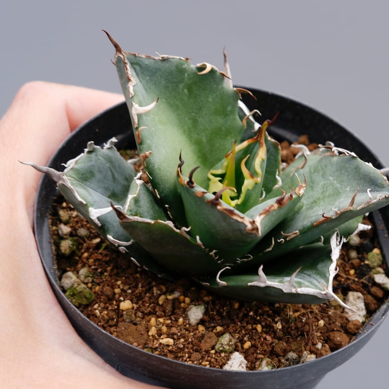 アガベ チタノタ 白鯨 Agave titanota white whale 119 | Su