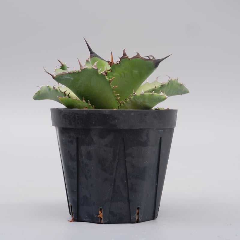 アガベ オテロイ 実生株 Agave oteroi seeding 101 | Sunny アガベ オテロイ 実生株 Agave oteroi seeding 101 | Sunny