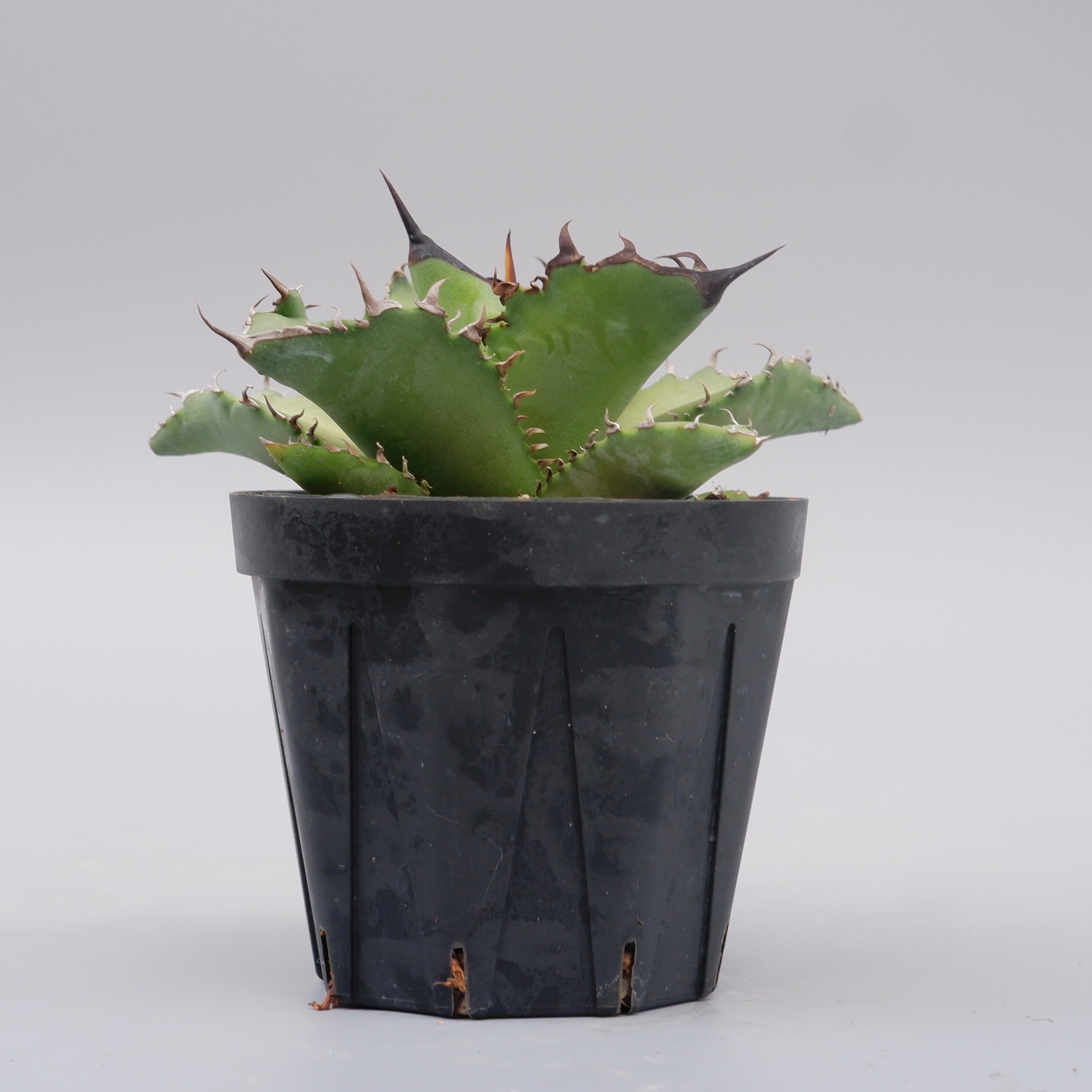 アガベ オテロイ 実生株 Agave oteroi seeding 101 | Sunny