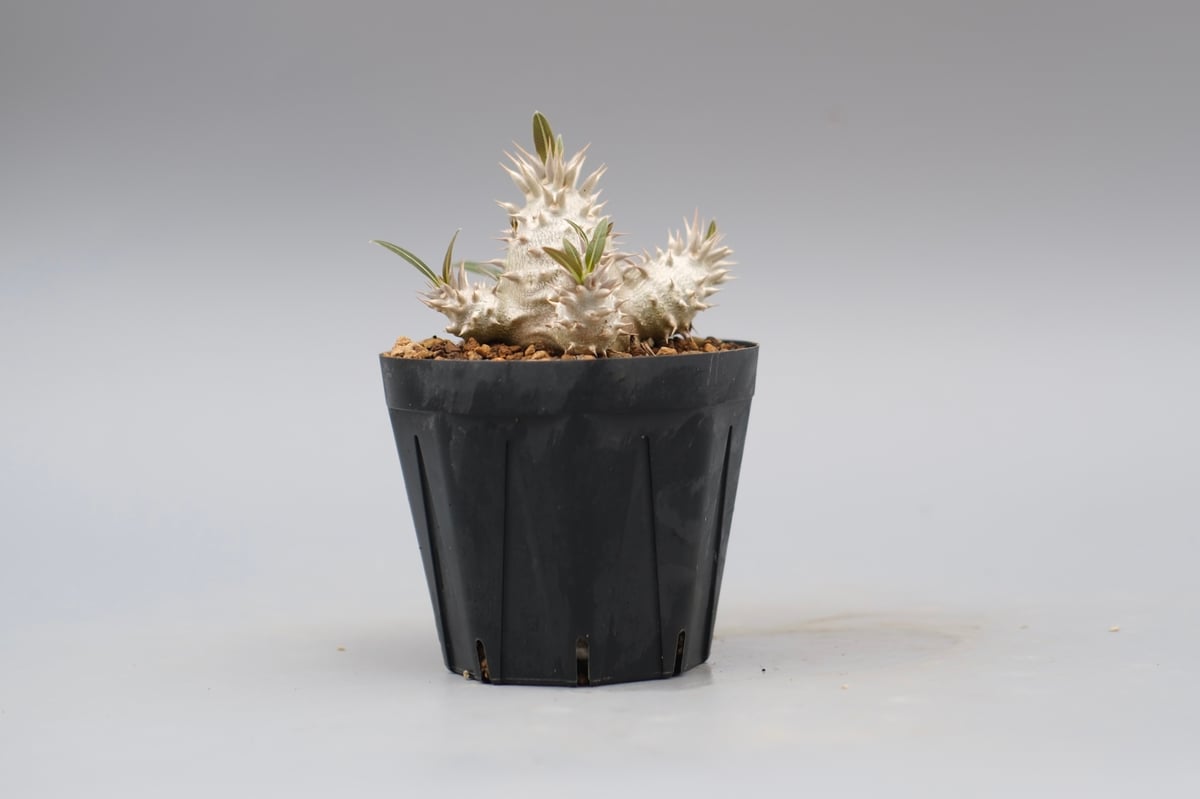 パキポディウム　ロスラーツム　実生 パキポディウム ロスラーツム 実生株 012 Pachypodium rosulatum