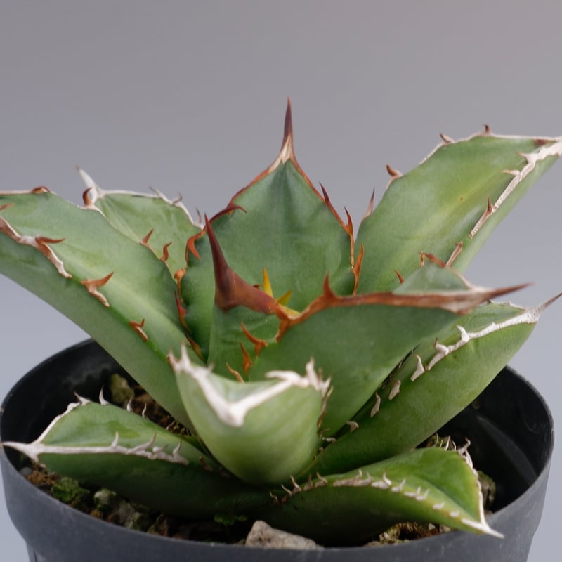 アガベ オテロイ 実生株 Agave oteroi seeding 079 | Sunny