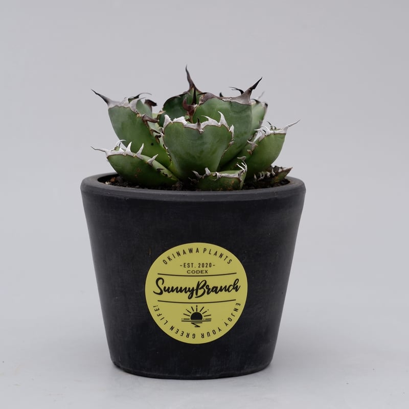 アガベ チタノタ 黒鯨 014 Agave titanota black whale | S