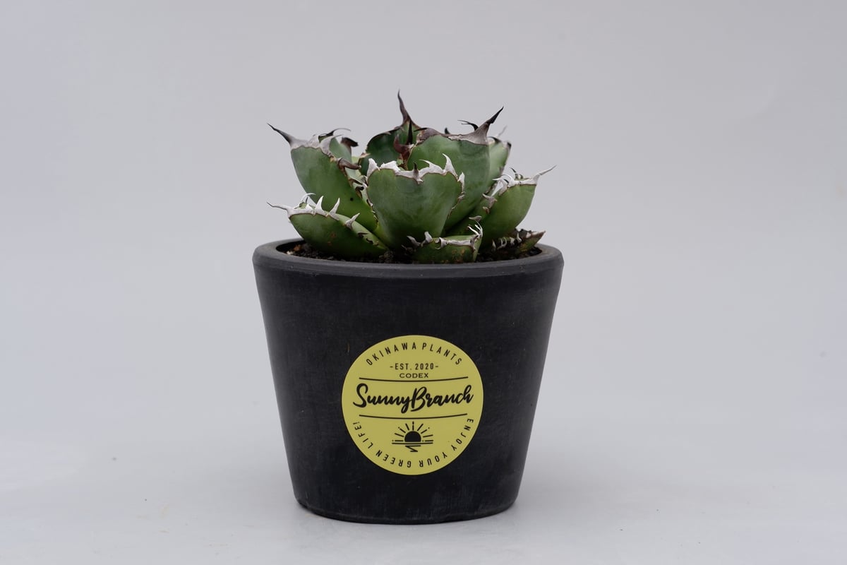 アガベ チタノタ 黒鯨 014 Agave titanota black whale | S アガベ チタノタ 黒鯨 014 Agave titanota black whale | S