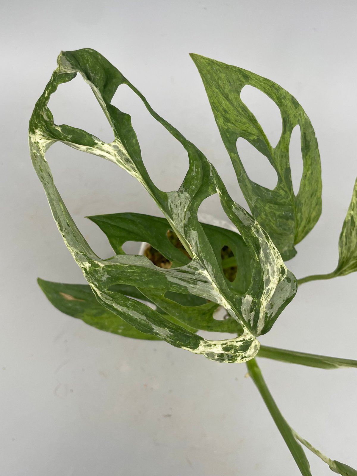 モンステラ アダンソニー バリエガータ ミント 斑入り Monstera モンステラ アダンソニー バリエガータ ミント 斑入り Monstera