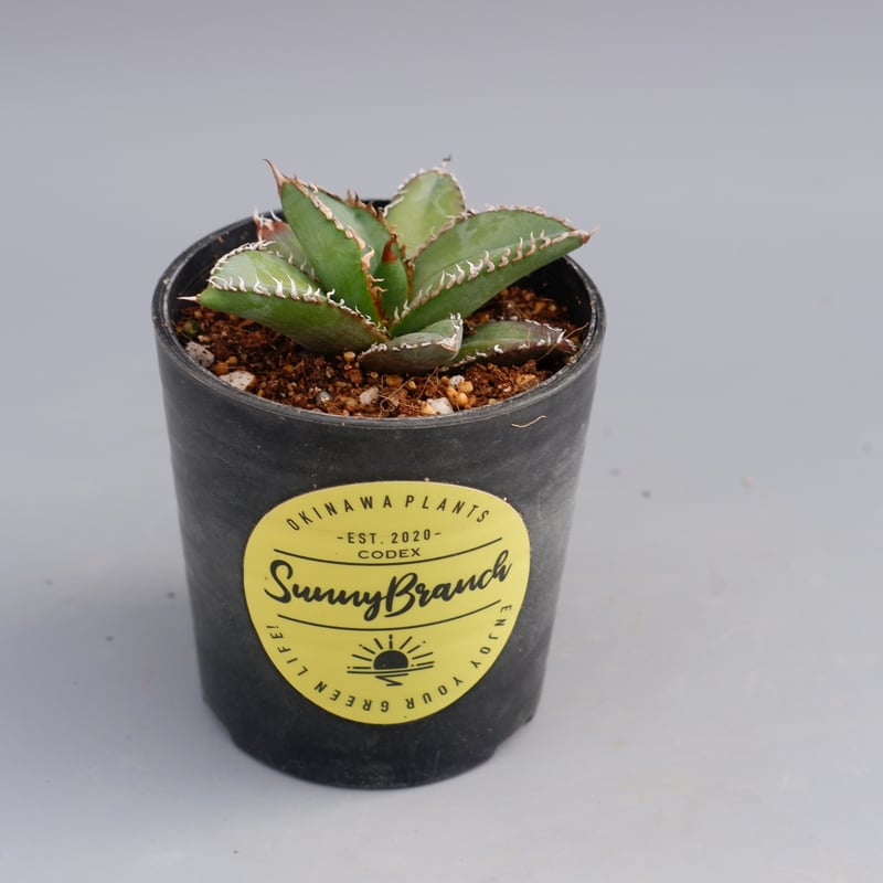 アガベ オテロイ 実生株 Agave oteroi seeding 078 | Sunny