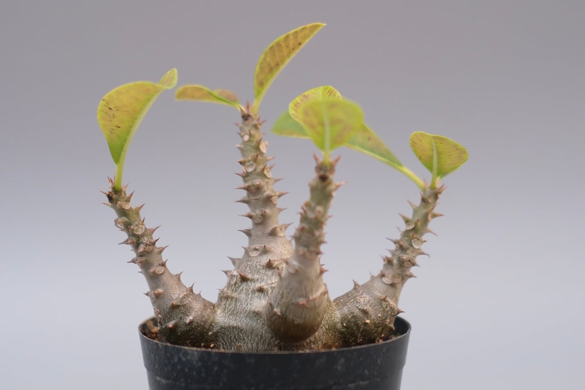 EMP パキポディウム ウィンゾリー 実生 / Pa84 EMP パキポディウム ウィンゾリー 実生 / Pa84