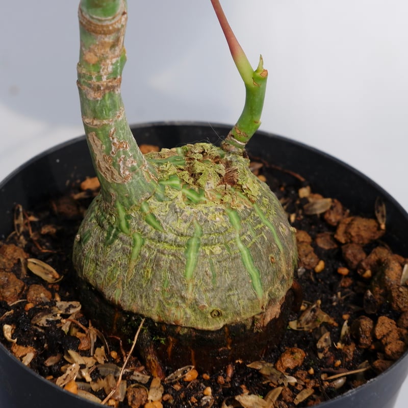 まんまる型 プセウド ボンバックス 030 Pseudobombax ellipticum |