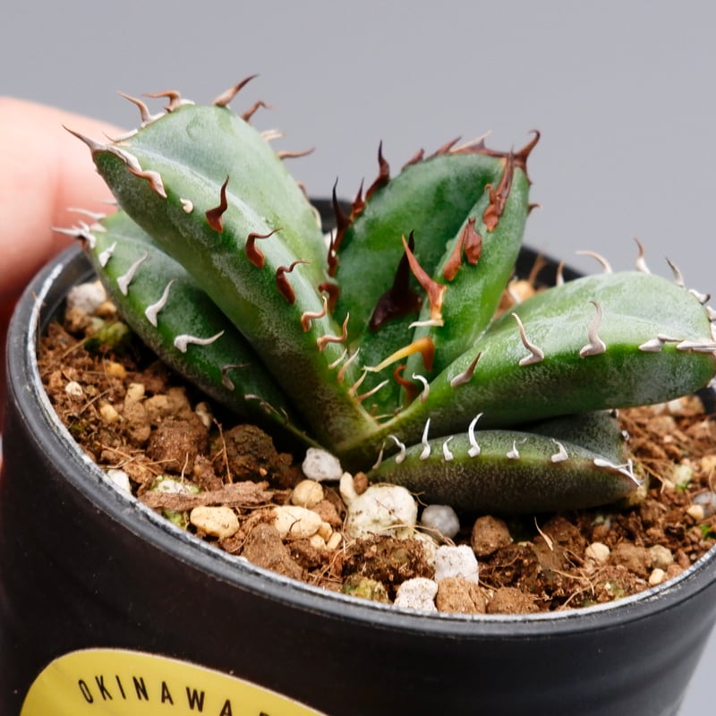 アガベ オテロイ 実生株 Agave oteroi seeding 063 | Sunny