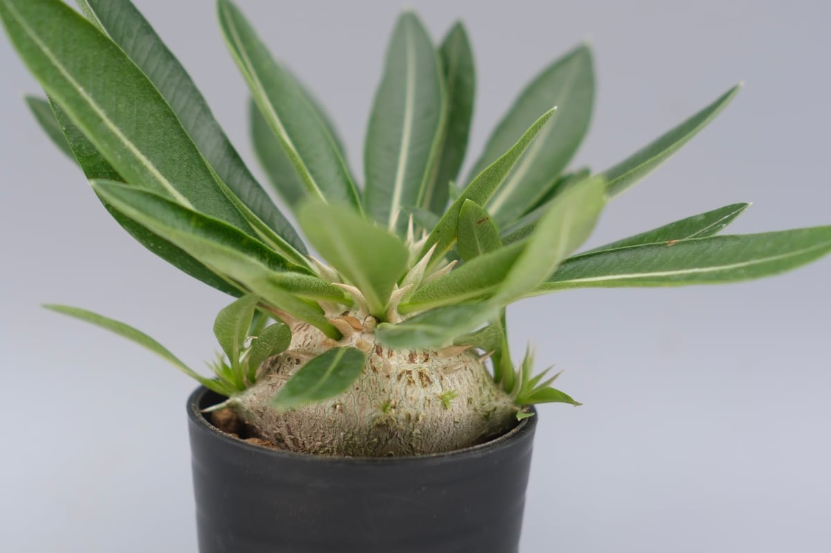 パキポディウム エニグマチカム 実生株 Pachypodium enigmaticum