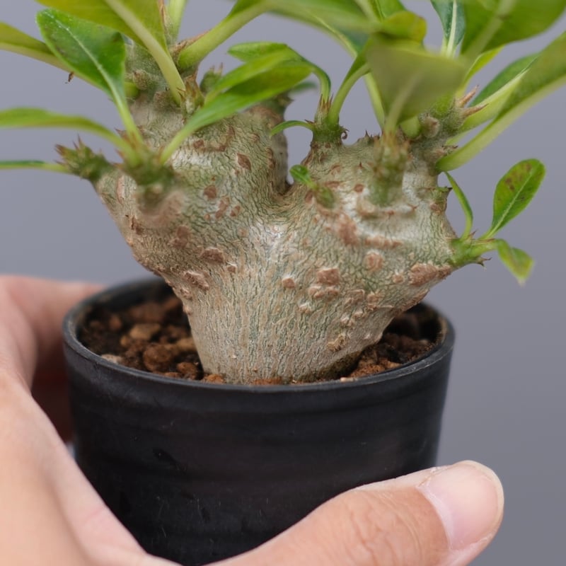 パキポディウム ウィンゾリー 実生株 113 Pachypodium windsorii |