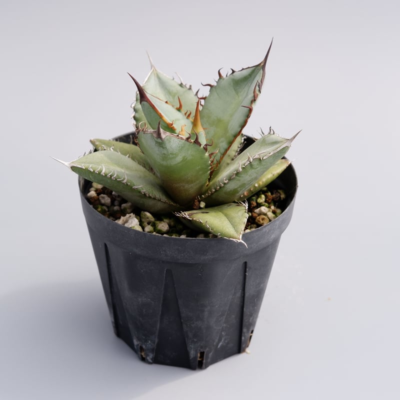 アガベ オテロイ 実生株 Agave oteroi seeding 035 | Sunny