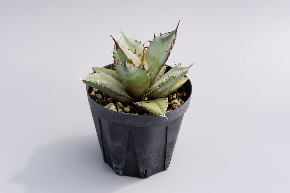 アガベ　オテロイ　実生 アガベ オテロイ 実生株 Agave oteroi seeding 035 | Sunny