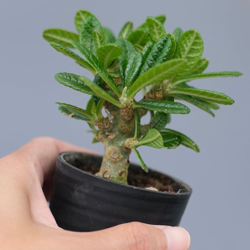 ドルステニア ギガス044 Dorstenia gigas | Sunny Branch