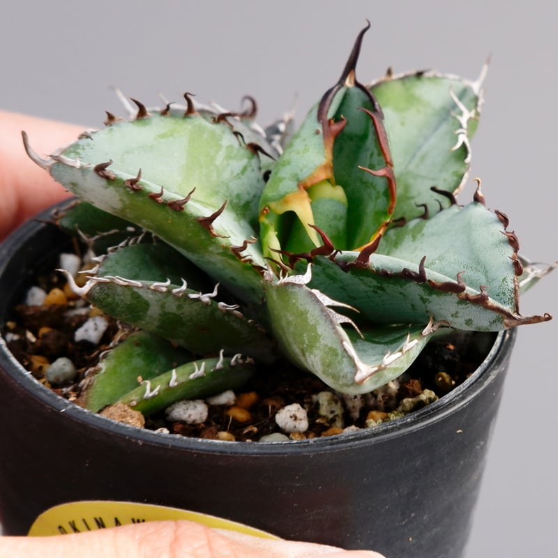 アガベ titanota 子株付き