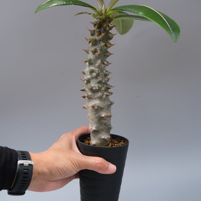 パキポディウム バロニー実生株035 Pachypodium baronii | Sunny