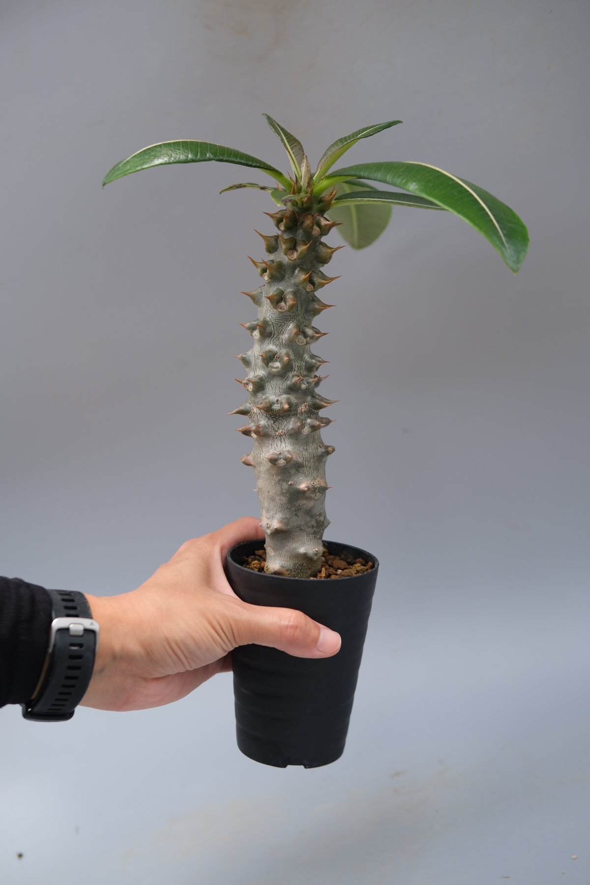 パキポディウムバロニー実生 パキポディウム バロニー(実生) / Pachypodium baronii no.51