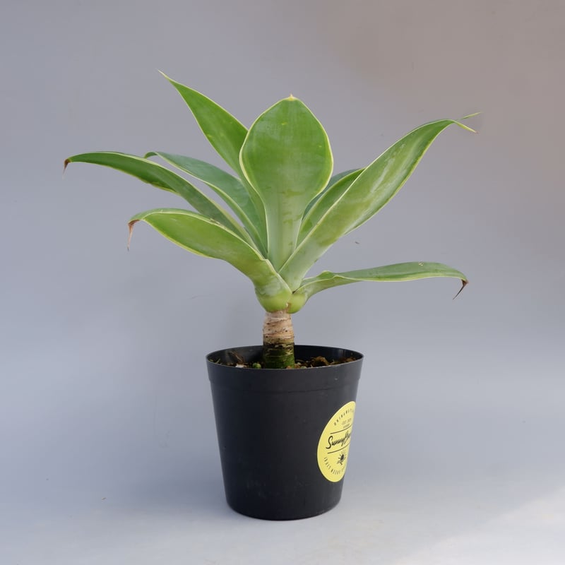 斑入り】アガべ アテナータ Agave attenuata 'Variegata' 002