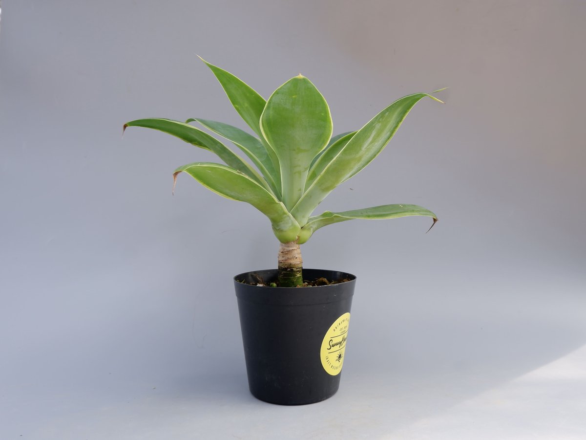 a*r様 【極上白斑】 アガベ　アテナータ　白斑　Agave　ユーフォルビア　サ 極上白斑】 アガベ アテナータ 白斑 Agave ユーフォルビア