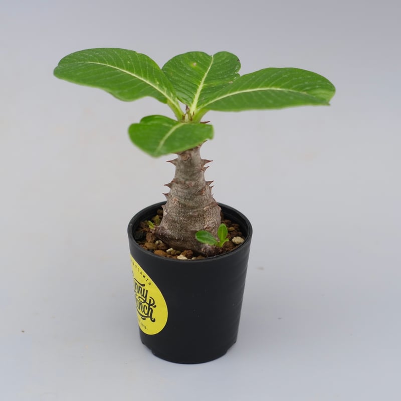 パキポディウム ウィンゾリー 実生株 030 Pachypodium windsorii |
