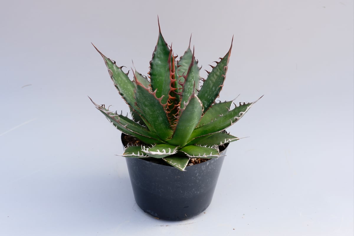 アガベ ホリダ 033 Agave horrida 強棘 | Sunny Branch アガベ ホリダ 033 Agave horrida 強棘 | Sunny Branch
