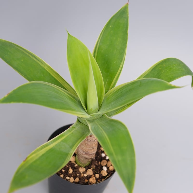 斑入り】アガべ アテナータ Agave attenuata 'Variegata' 003