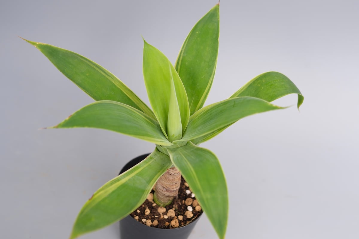 斑入り】アガべ アテナータ Agave attenuata 'Variegata' 003