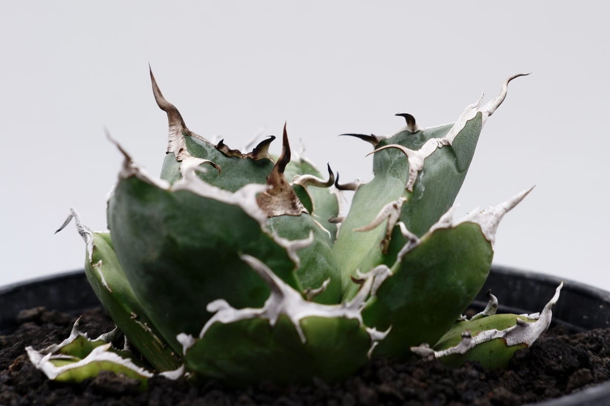 アガベ　チタノタ　白鯨 アガベ・チタノタ白鯨（縞斑）中-001｜agave titanota white