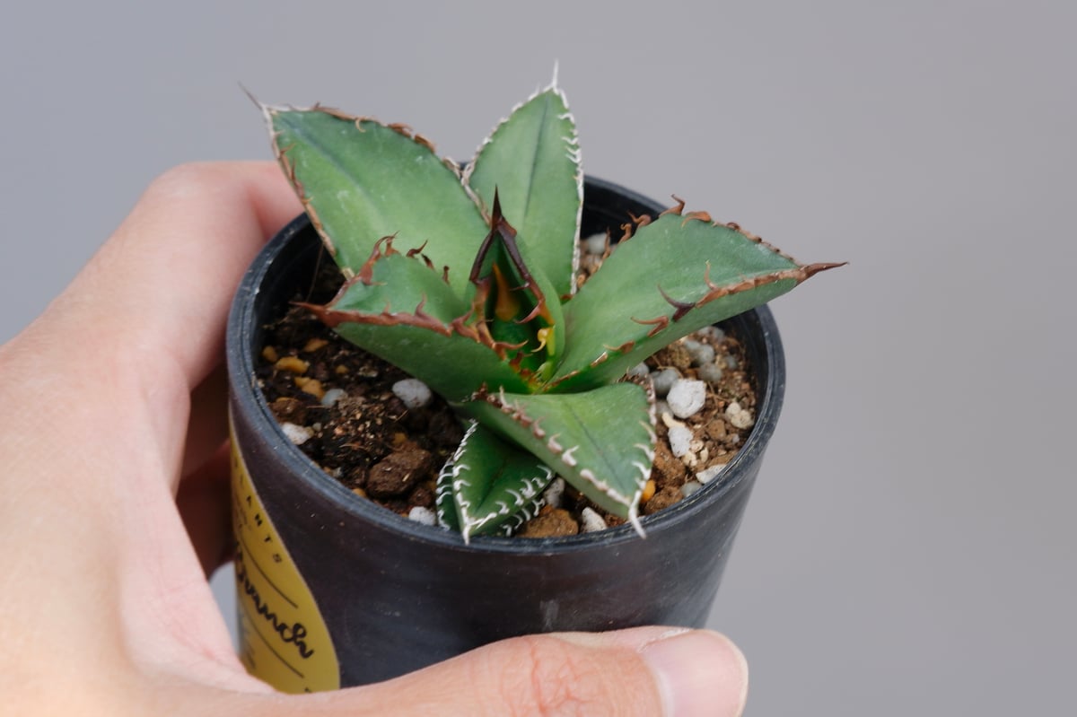 アガベ オテロイ 実生株 Agave oteroi seeding 073 | Sunny