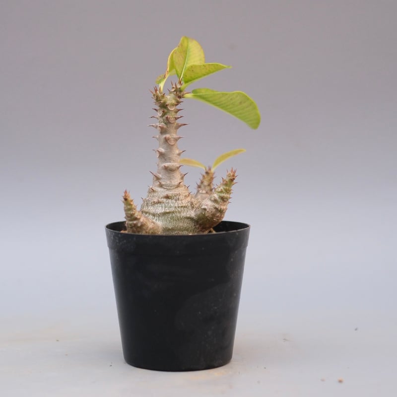 パキポディウム ウィンゾリー Pachypodium windsorii 実生② パキポディウム・ウィンゾリー(Pachypodium windsorii) | プラント