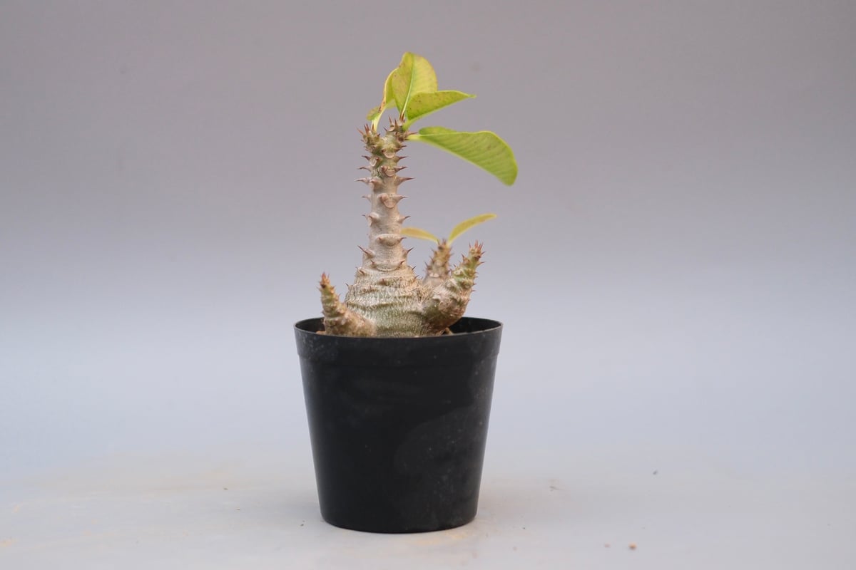 パキポディウム ウィンゾリー 実生株 122 Pachypodium windsorii |