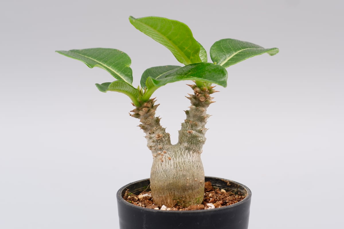 パキポディウム ウィンゾリー 実生株 019 Pachypodium windsorii