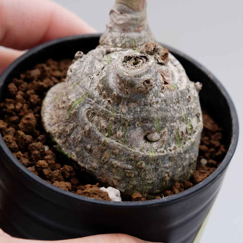 プセウドボンバックス プセウドボンバックス エリプティクム | GREEN LUCK