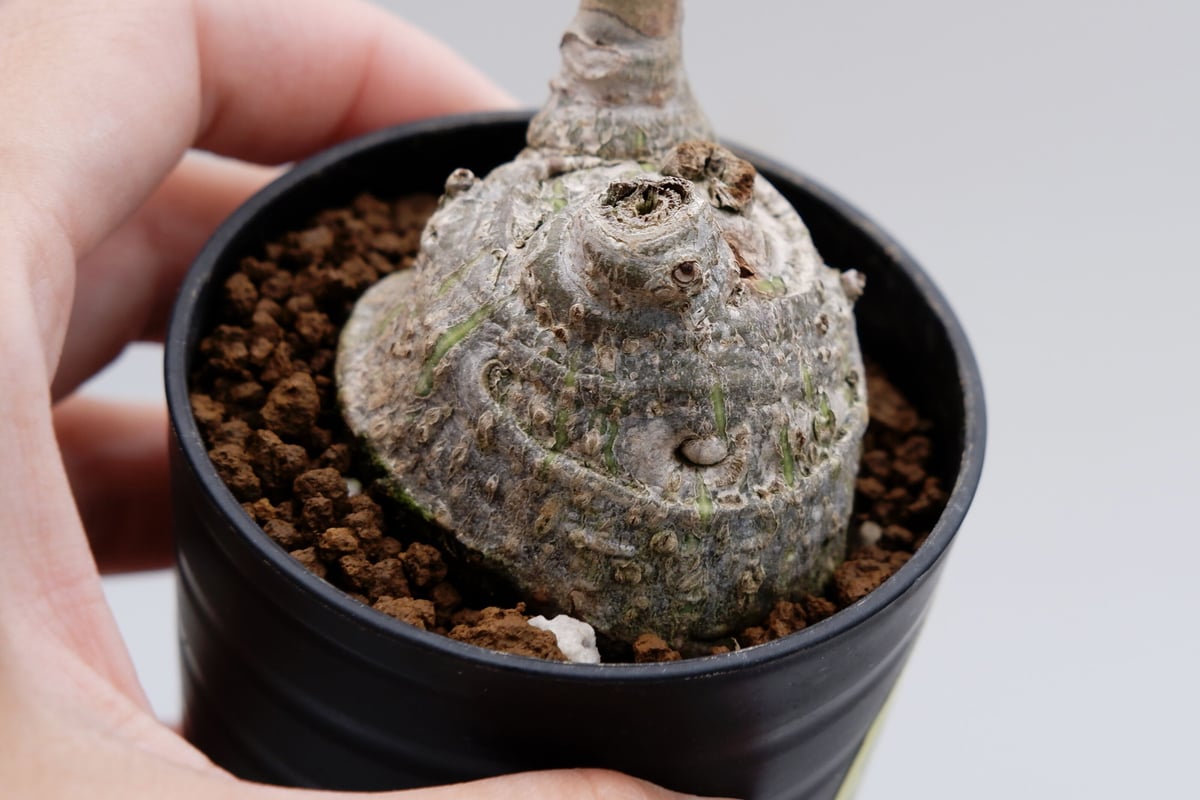 プセウド ボンバックス まん丸仕立て011 Pseudobombax ellipticum | プセウド ボンバックス まん丸仕立て011 Pseudobombax ellipticum |