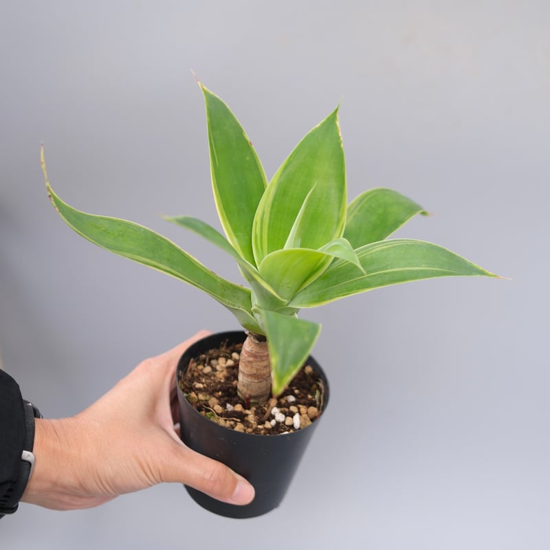 斑入り】アガべ アテナータ Agave attenuata 'Variegata' 004