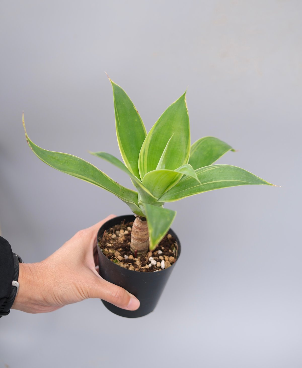 斑入り】アガべ アテナータ Agave attenuata 'Variegata' 004