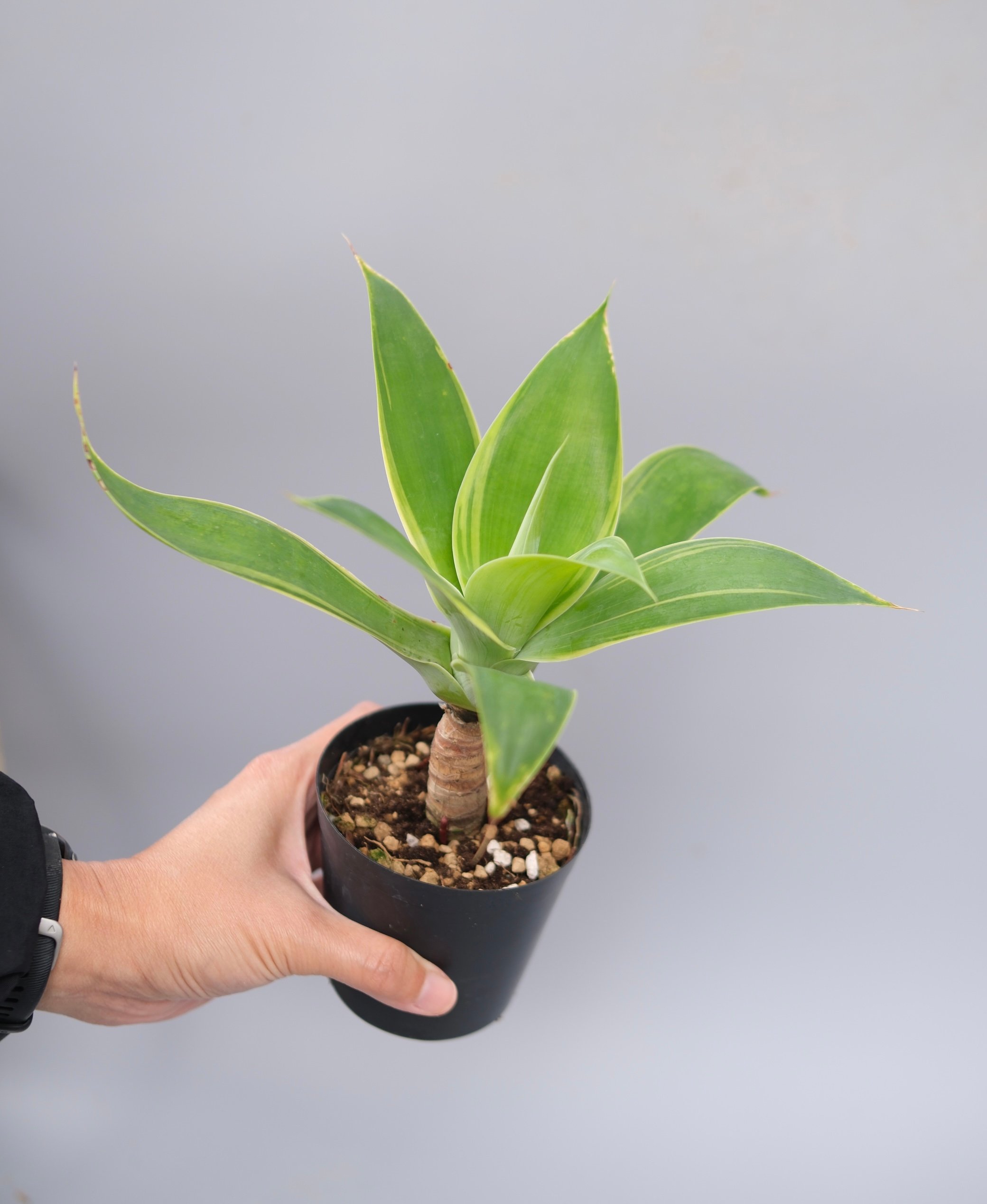 斑入り】アガべ アテナータ Agave attenuata 'Variegata' 004