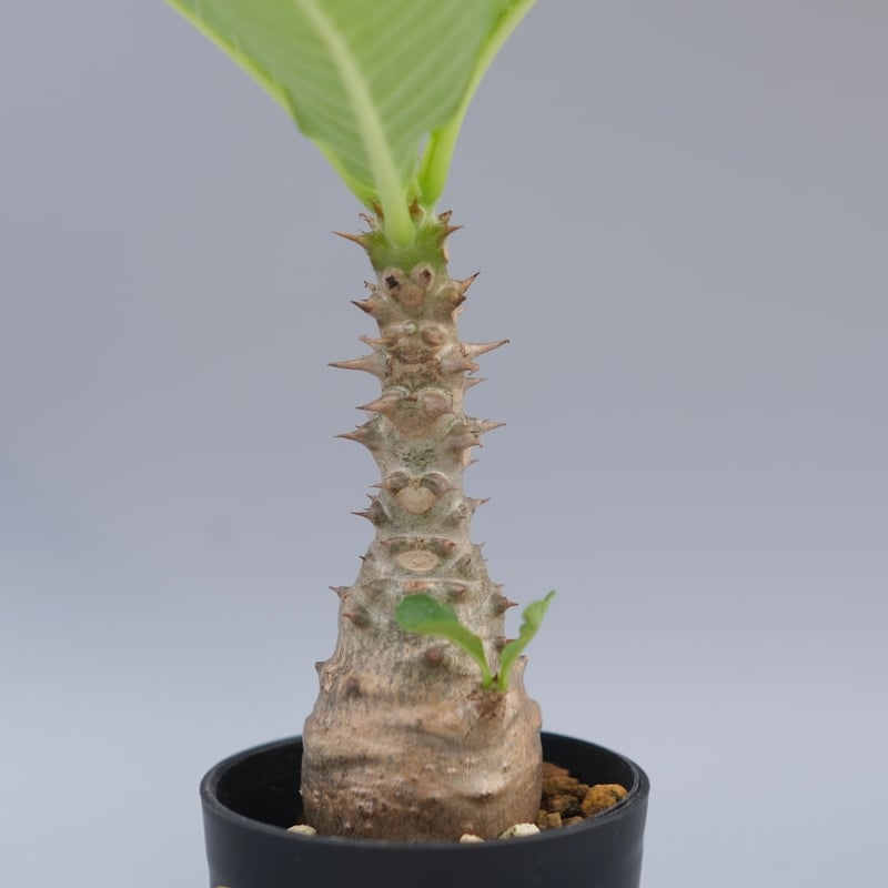 パキポディウム ウィンゾリー 実生株 056 Pachypodium windsorii |