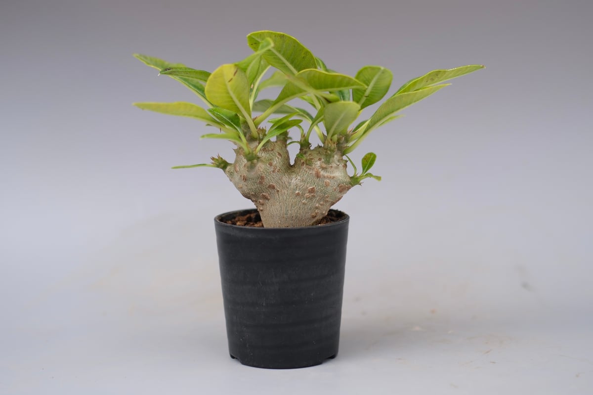 パキポディウム ウィンゾリー 実生株 113 Pachypodium windsorii |