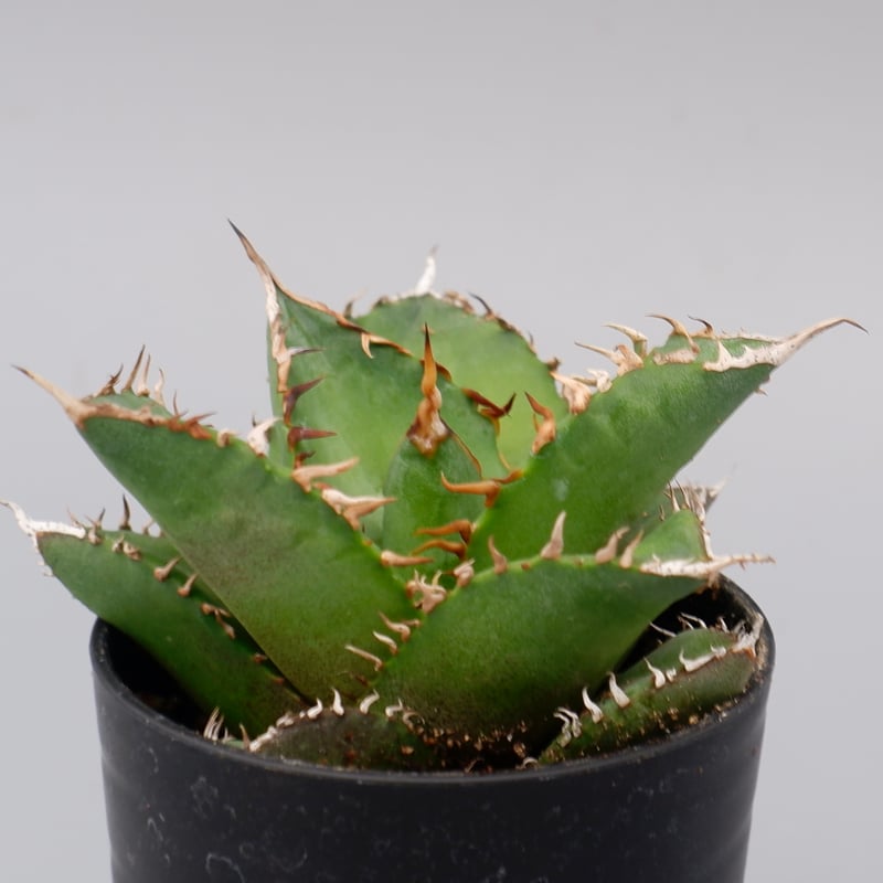アガベ チタノタ 海王 Agave titanota 海王 007 | Sunny Branch アガベ チタノタ 海王 Agave titanota 海王 007 | Sunny Branch