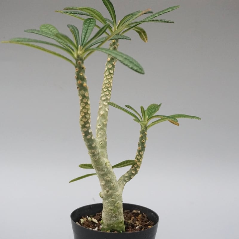 ドルステニア ギガス031 Dorstenia gigas | Sunny Branch