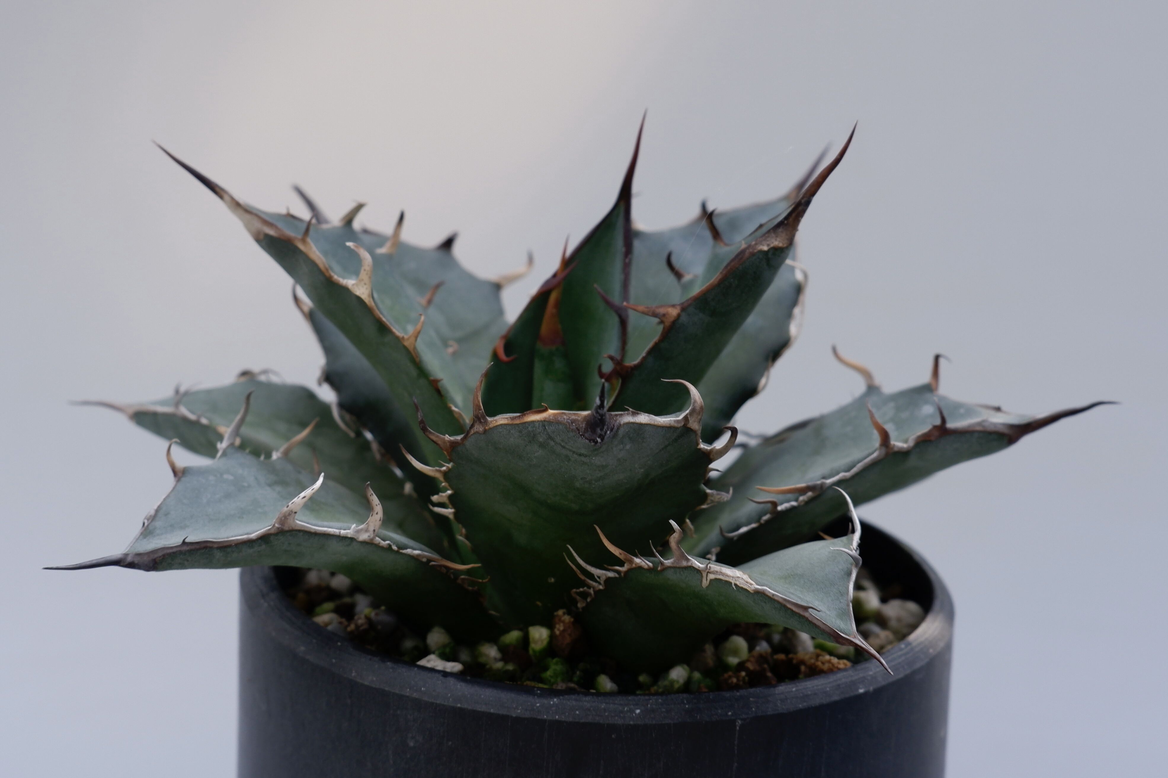 アガベ チタノタ オアハカオテロイ 002 Agave titanota oteroi 【 o