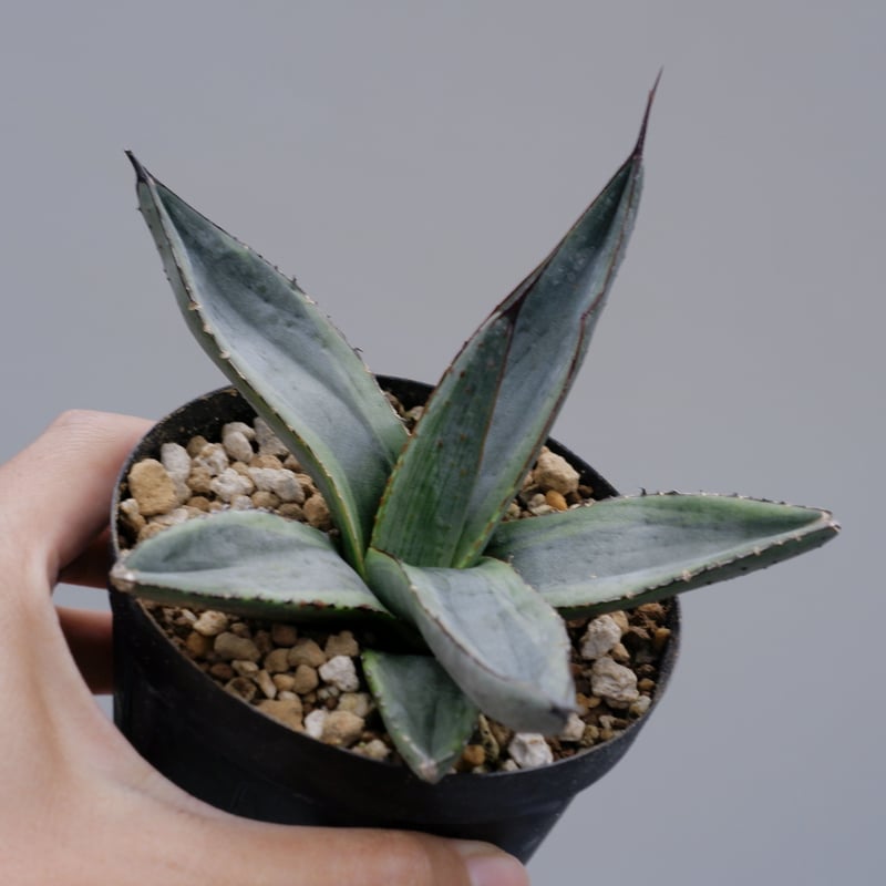 アガベ シャークバイト002 Agave Sharkbite | Sunny Branch