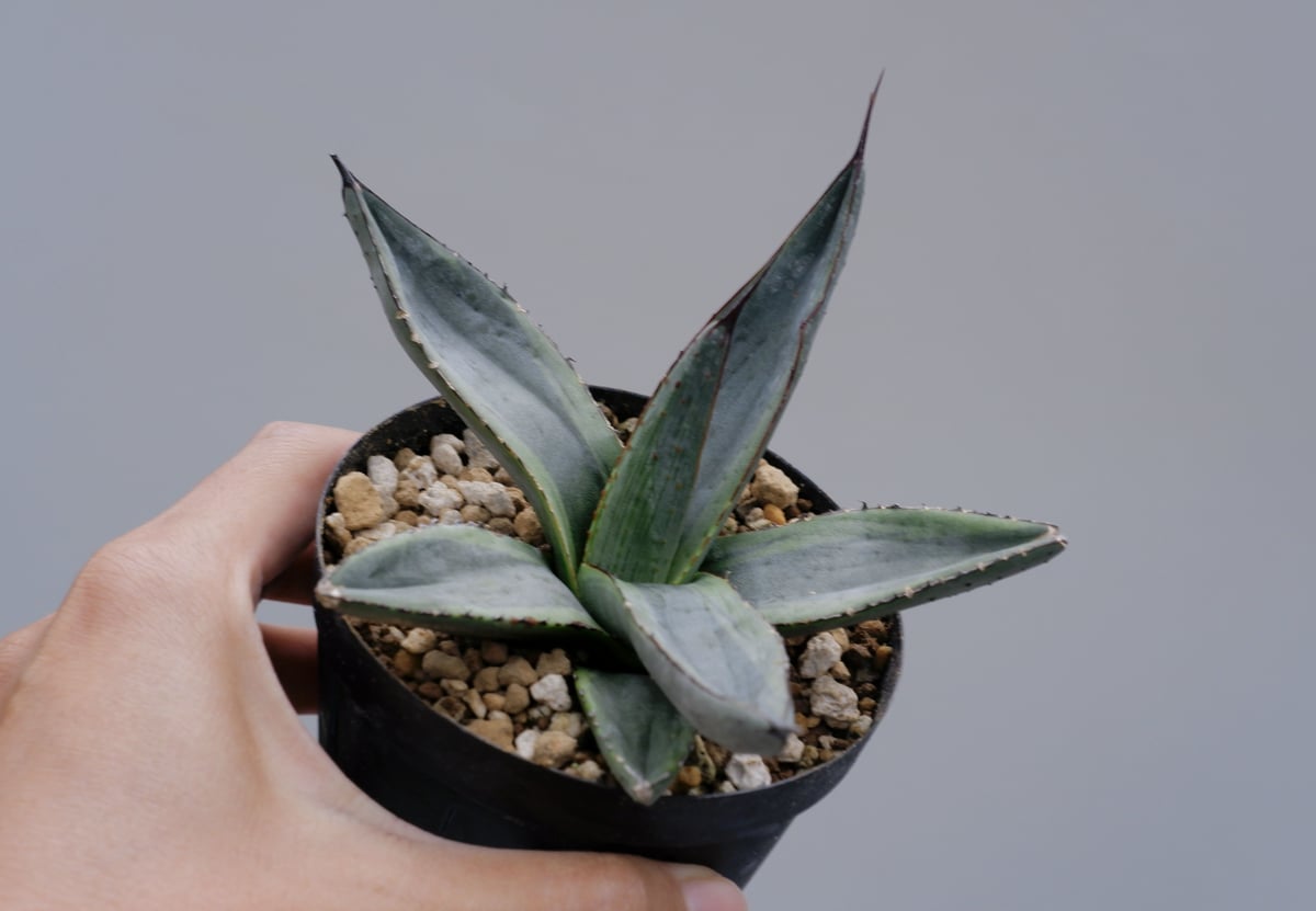 アガベ シャークバイト002 Agave Sharkbite | Sunny Branch