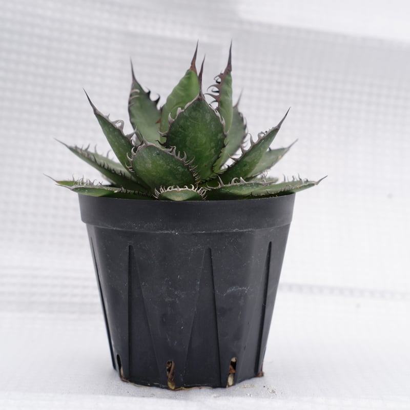アガベ ホリダ 022 Agave horrida 強棘 | Sunny Branch